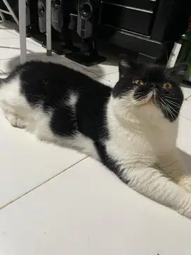 Kucing persian exotic
