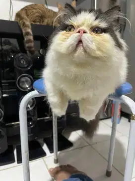 Kucing persian picnose