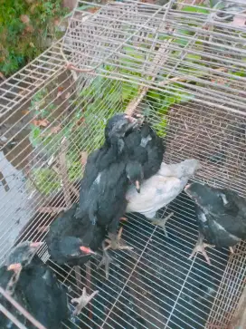 Ayam kampung segala usia