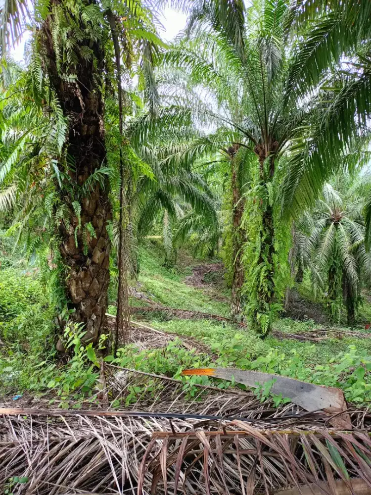 Kebun Sawit Lahan