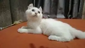 American curl jantan blue eyes