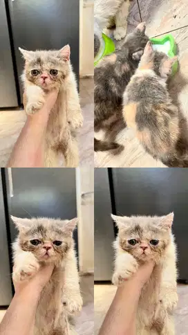 Open Adopt Kucing Persia Shorthair
