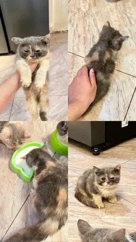 Open Adopt Kucing Persia Shorthair