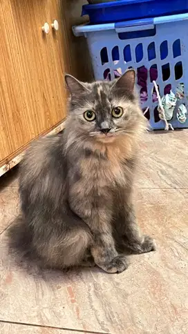 Open Adopt Kucing Persia