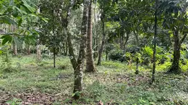Kebun produktif murah di tabanan bali dekat kota tabanan
