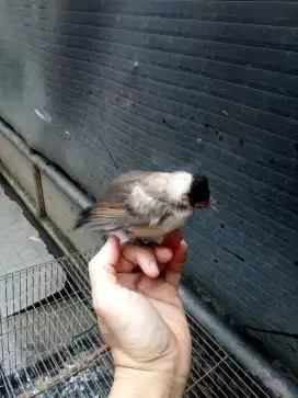 Burung kutilang lolohan