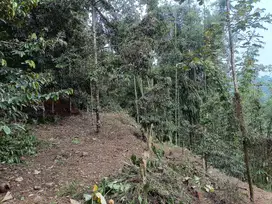 Kebun Durian Gunungronggo Tajinan Malang