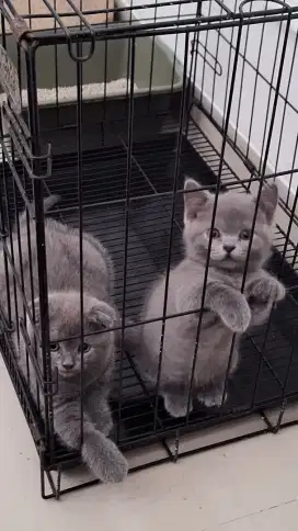 KITTEN BRITISH SHORTHAIR