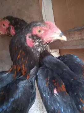 Ayam bangkok janggar, pakoy, Birma, samo, kampung
