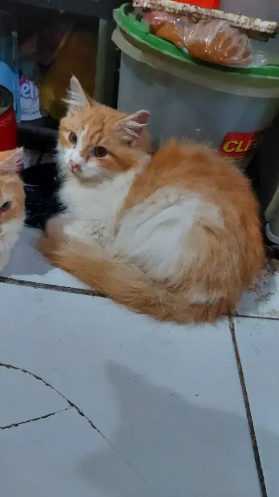 Kucing persia longhair jantan