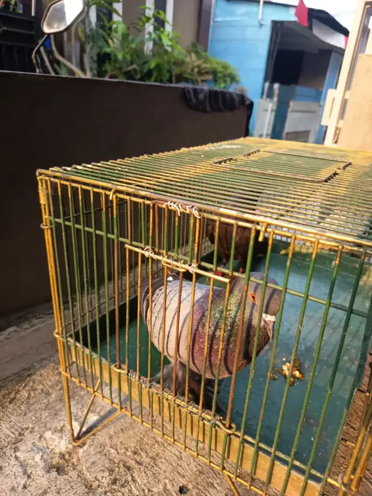 Burung dara jembros