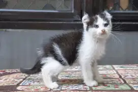 American curl jantan 2 bln