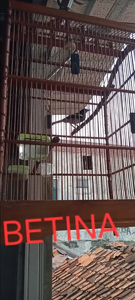 Burung kacer dada putih betina