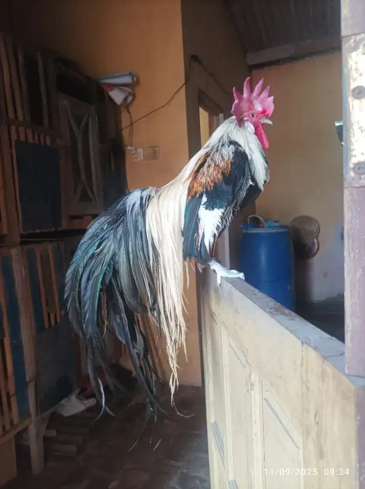 Onagadori Ayam Hias Ekor Panjang