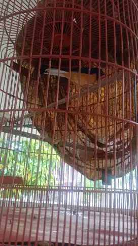 Burung Murai - Udah Gacor banget kacau