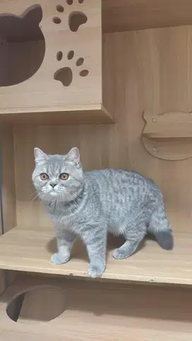 BSH Silver, Betina, 3.5 bulan