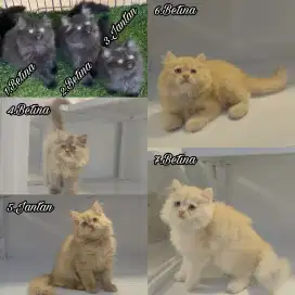 Kitten dan adult persia super lucu dan gembul