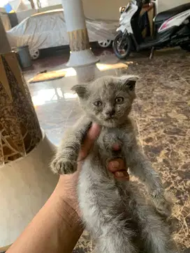 Kitten BSH Mix Sottish Fold Mix