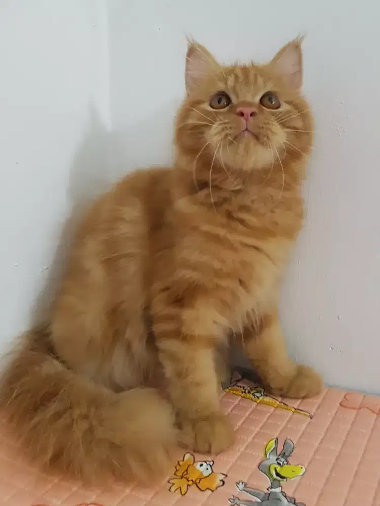 OPEN ADOPT KITTEN PERSIA OYEN