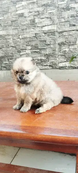 Minipom jantan betina lucu