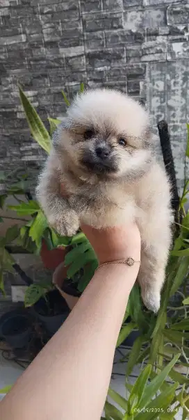 Minipom murah berkualitas