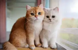 Dibutuhkan penjaga dan pengurus kucing