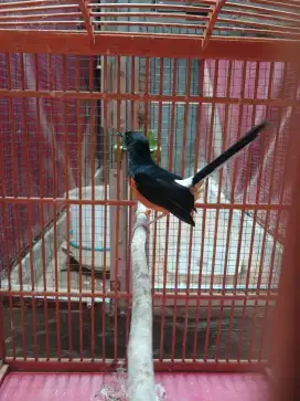 Murai Batu Betina