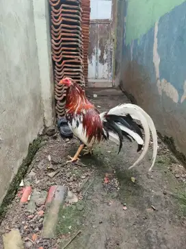 Ayam Filipina jenis sweater Spangled usia 12 bulan