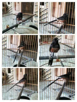 Di jual burung Murai Batu ekor 19 cm