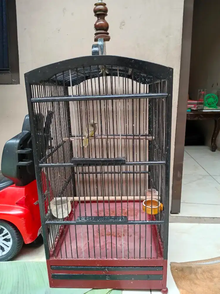 Burung cucak kombo