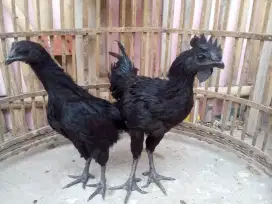 Sepasang Ayam Hitam Cemani Usia 4 bulan Bodi Besar