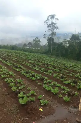 Tanah kebun dekat Wisata Rahong, Riunggunung Pangalengan