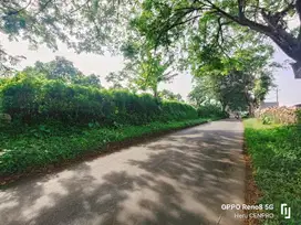 Tanah kosong kebun Kelengkeng Kutawis Bukateja Purbalingga
