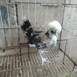 Ayam poland anakan