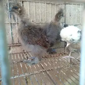 Ayam Amerika silkie