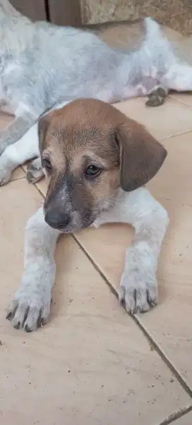 Jual anak anjing Mix Labrador