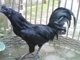 Ayam Hitam Cemani Jantan Usia 1 tahun Besar