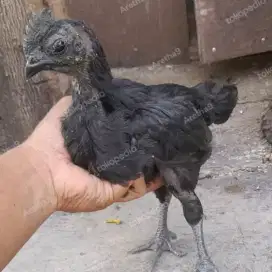 Anakan Ayam Hitam Cemani Usia 1 bulan Sepasang juga Ready