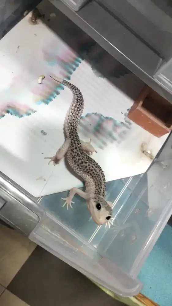 Gecko Kadal Pakistan