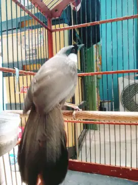 Poksay hongkong gacor