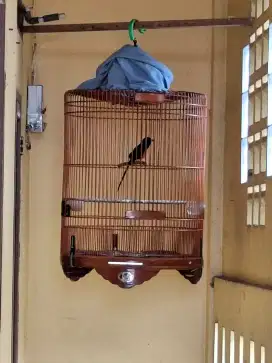 Murai Batu gacor prestasi