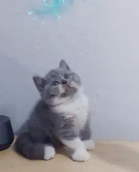 BSH Bicolor Jantan