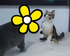 BSH Calico Female