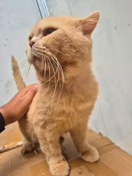 British Shorthair (BSH) Cream Solid – Jasa Pacak