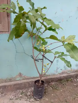 Bibit jambu air dalhari super