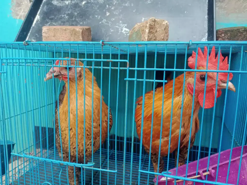 Dijual 1 pasang ekor ayam kampung yg sudah bertelur