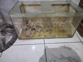 Aquarium ukuran 60 cm x 30 cm