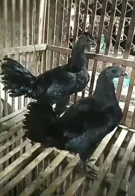 Ayam cemani siapan nelor