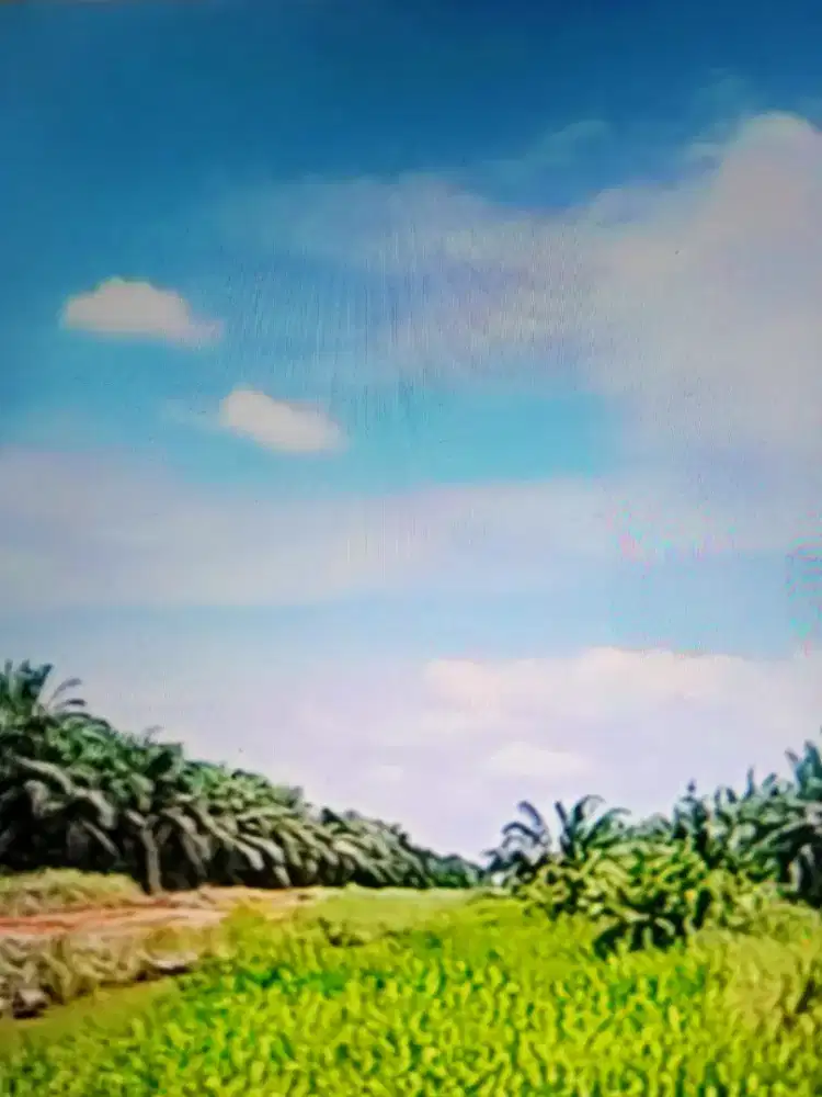 Kebun kelapa sawit luas 300 hektar umur 6 tahun di Jambi
