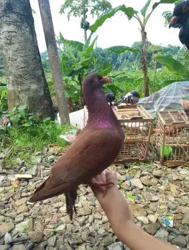 Burung merpati kolong dan tomprang